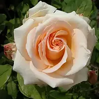 Троянда чайно-гібридна Примадонна