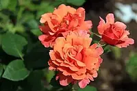 Троянда флорибунда Изи Даз Ит