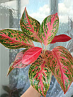 Аглаонема Пінкут (Aglaonema Pincut, Heppiness)