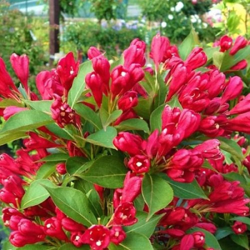 Вейгела квітуча Олл Саммер Ред, All Summer Red (контейнер 0,5л)