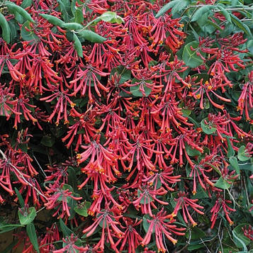 Жимолость декоративна Американ Б'юті (контейнер 0,5 л)