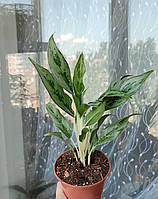 Аглаонема Грейхаунд (Aglaonema Greyhound)