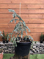 Ель колючая Rovinsky Garden picea pungens Hoopsii 80-100 см (объем горшка 25 л) RG543