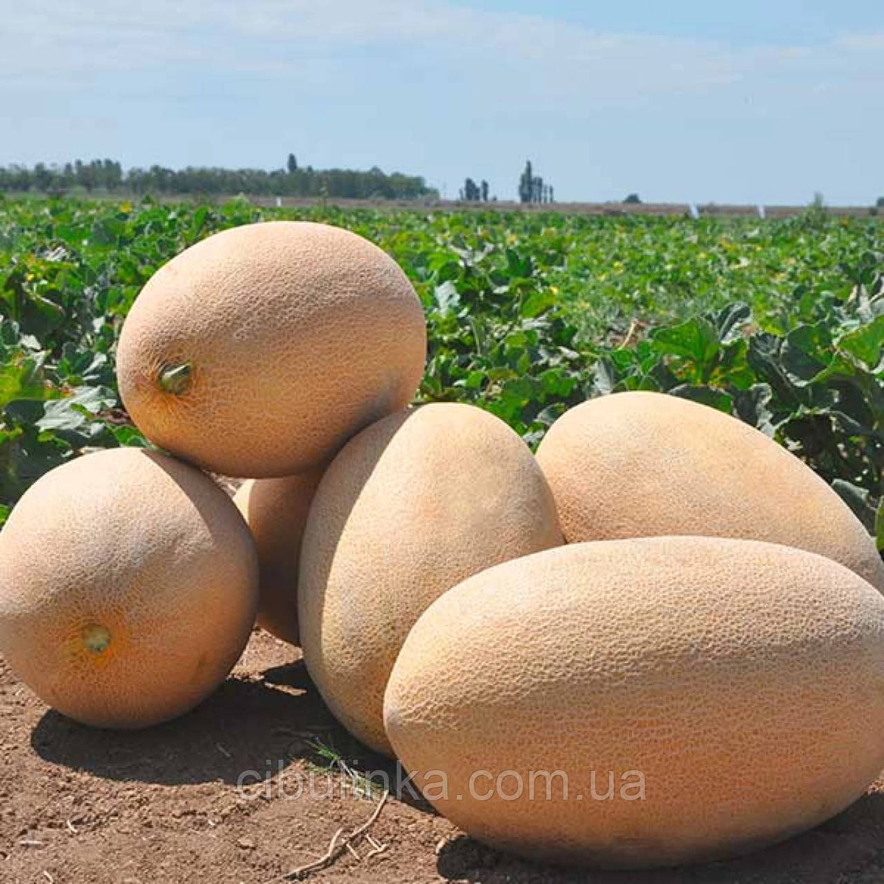 Диня Раймонд F1 Hazera/Нідерланди 5 шт., фото 1