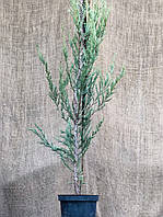 Можжевельник скальный Rovinsky Garden Скайрокет Juniperus scopulorum Skyrocket 55-75 см 3 л