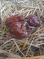 Острый перец Бхут Джолокиа шоколадный ( призрачный чили, нага-жолокия) семена 5 штук