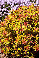 Спірея японська "ZEN'S SPIRIT CARAMEL". Спирея "ZEN'S SPIRIT CARAMEL". Spiraea japonica "ZEN'S SPIRIT CARAMEL"