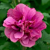 Саженцы Гибискуса сирийского Люси (Hibiscus syriacus Lucy)