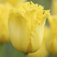 Тюльпан Royal Sphinx бахромчатий цибулина (1 шт.)