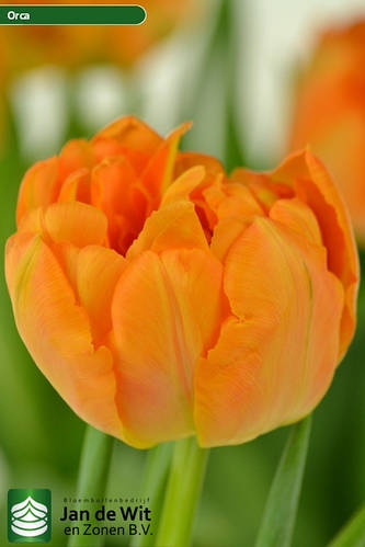 Тюльпан Orca 12+ (ID#1969439247), цена: 20 ₴, купить на Prom.ua
