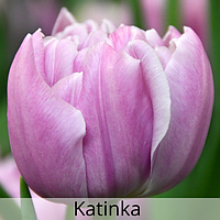Тюльпан Katinka 12+