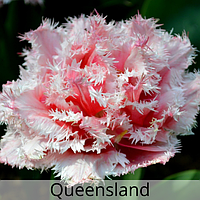 Тюльпан Queensland 11+