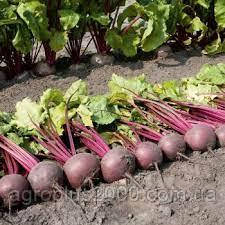 Насіння Буряк столовий Болівар 50 грам Nunhems LedaAgro, фото 2