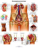 Анатомический плакат Мочевыделительная система 50*64.5см
