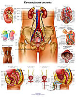 Анатомічний плакат Сечовидільна система 50*64.5см