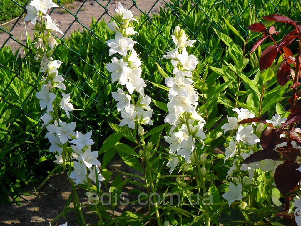 Кампанула Alba (дзвіночок великий високий білий)