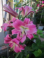 Лилия с гигантским цветком Corinthe