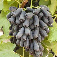 Саджанці винограду Аватар