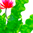 Штучні рослини для акваріума Кущ-039C з висотою 39 см, фото 2