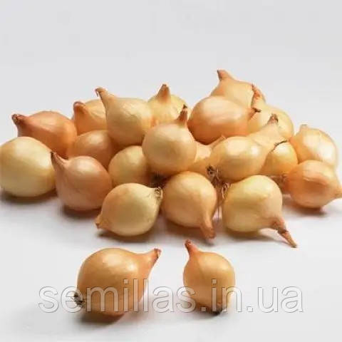 Цибуля сіянка Коррадо, 1 кг, жовта середня(TOP Onion Sets)