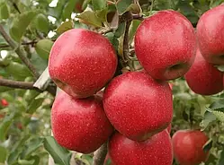 Саджанці яблуні ДІСКАВЕРІ літнього терміну дозрівання