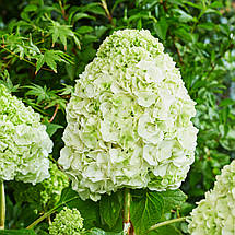 Гортензія дуболиста Тара / Р12 / Hydrangea quercifolia Tara, фото 4