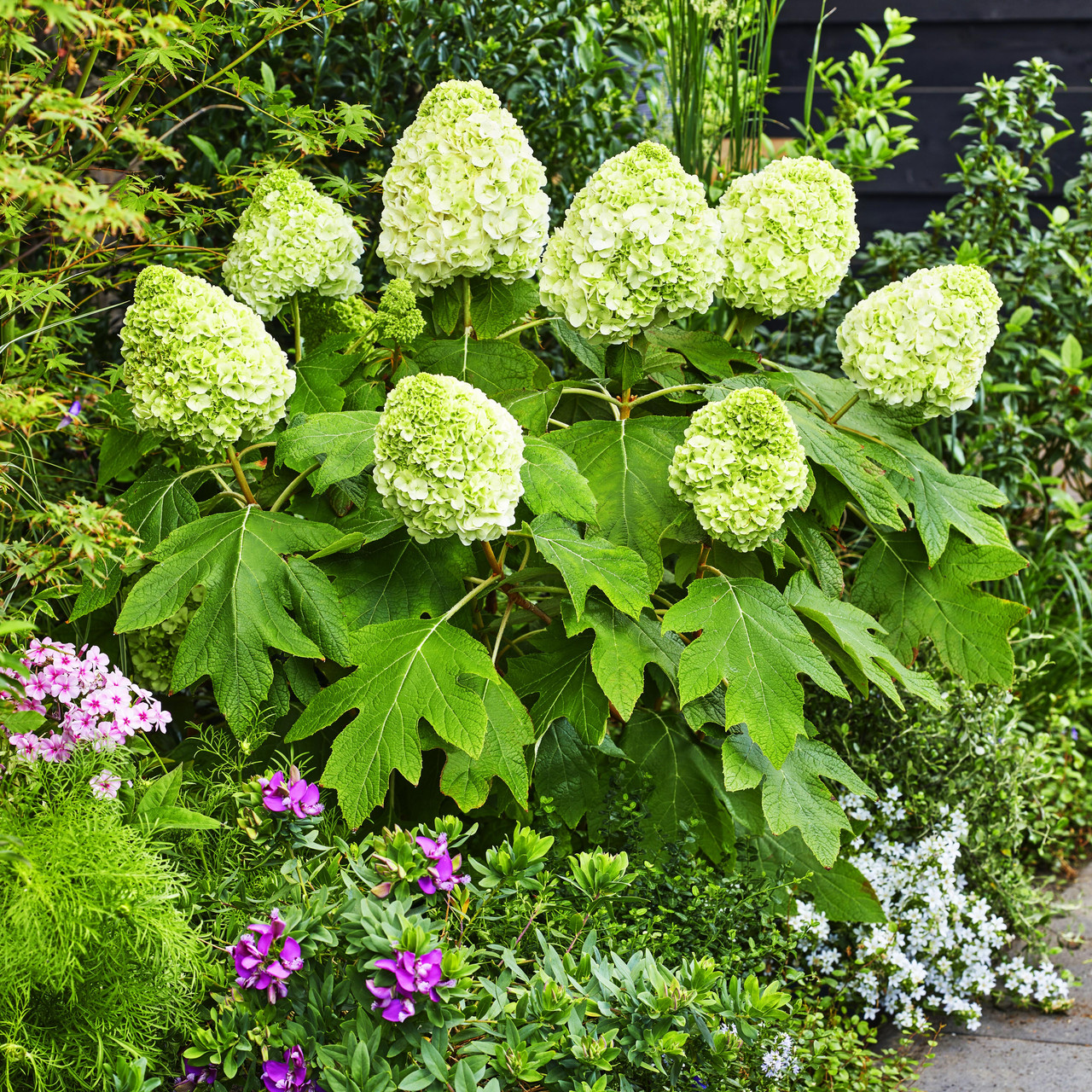 Гортензія дуболиста Тара / Р12 / Hydrangea quercifolia Tara