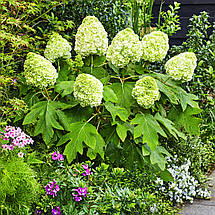 Гортензія дуболиста Тара / Р12 / Hydrangea quercifolia Tara, фото 3