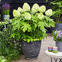 Гортензія дуболиста Тара / Р12 / Hydrangea quercifolia Tara, фото 3