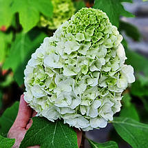 Гортензія дуболиста Тара / Р12 / Hydrangea quercifolia Tara, фото 5