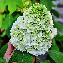 Гортензія дуболиста Тара / Р12 / Hydrangea quercifolia Tara, фото 2