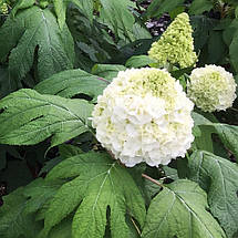 Гортензія дуболиста Тара / Р12 / Hydrangea quercifolia Tara, фото 3