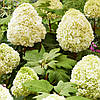 Гортензія дуболиста Тара / Р12 / Hydrangea quercifolia Tara, фото 2