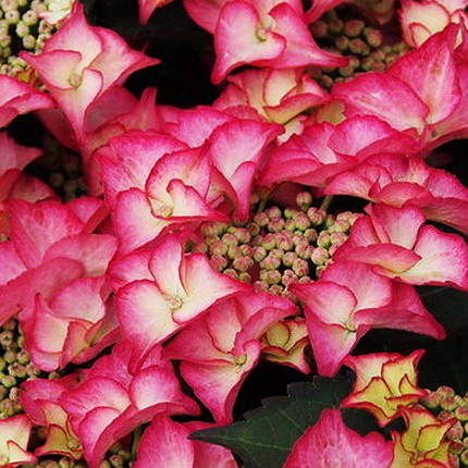 Гортензія Тіффани Пінк / Р12 / Hydrangea macrophylla Tiffany pink, фото 1