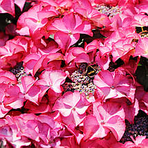 Гортензія Тіффани Пінк / Р12 / Hydrangea macrophylla Tiffany pink, фото 2