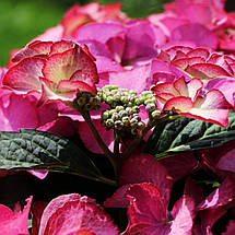 Гортензія Тіффани Пінк / Р12 / Hydrangea macrophylla Tiffany pink, фото 4