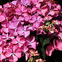 Гортензія Тіффани Пінк / Р12 / Hydrangea macrophylla Tiffany pink, фото 5