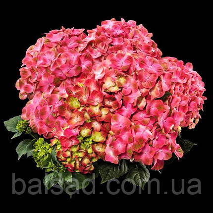 Гортензія Світ Ліпс / Р12 / Hydrangea macrophylla Sweet Lips, фото 3