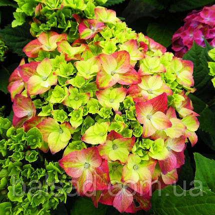 Гортензія Світ Ліпс / Р12 / Hydrangea macrophylla Sweet Lips, фото 4