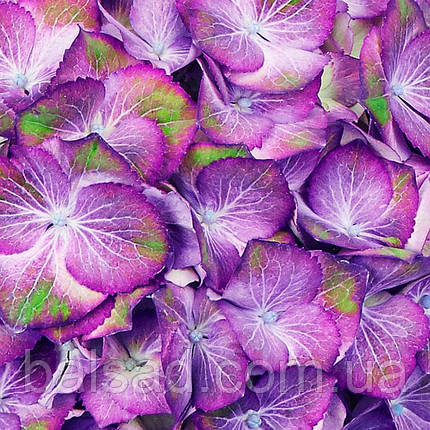 Гортензія Світ Ліпс / Р12 / Hydrangea macrophylla Sweet Lips, фото 1
