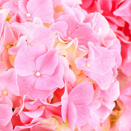 Гортензія Хай Маунтін / Р12 / Hydrangea macrophylla Hi Mountain, фото 1