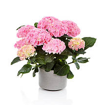 Гортензія Хай Маунтін / Р12 / Hydrangea macrophylla Hi Mountain, фото 5