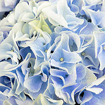 Гортензія Хай Маунтін / Р12 / Hydrangea macrophylla Hi Mountain, фото 4