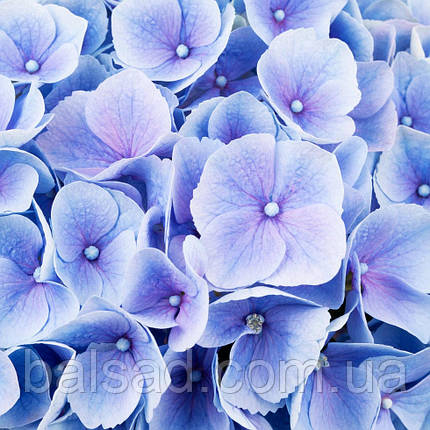 Гортензія Хай Рівер / Р12 / Hydrangea macrophylla Hi River, фото 1