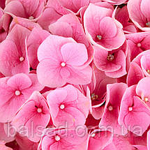 Гортензія Хай Рівер / Р12 / Hydrangea macrophylla Hi River, фото 3