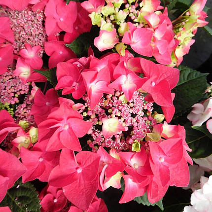 Гортензія Фрізбі Хот Пінк / Р12 / Hydrangea Frisbee Hot Pink, фото 2