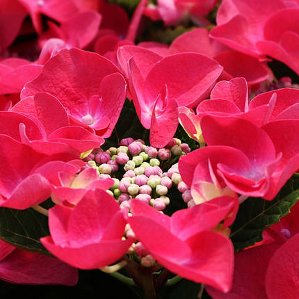 Гортензія Фрізбі Хот Пінк / Р12 / Hydrangea Frisbee Hot Pink, фото 1