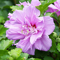 САДЖАНЦІ ГІБІСКУСА СИРІЙСЬКОГО АРДЕНС (HIBISCUS SYRIACUS ARDENS)