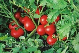 Насіння Томат детермінантний Ольга F1 поштучно 15 насінин Vilmorin