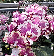 Орхідея Phal. Kaoda Twinkle '1442', Підліток 1,7 aroma, мутація не стабільна